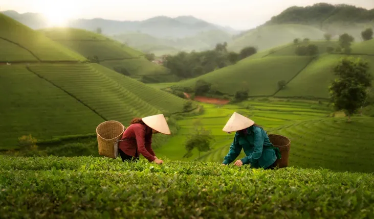 Come procurarsi il tè dalla Cina